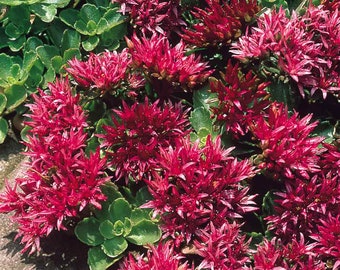 100 Sedum Spurium Summer Glory Succulent Seeds-Deer Resistant Perennial Plant/ S076