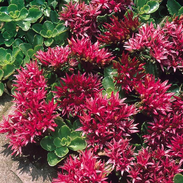 50 Sedum Spurium Summer Glory Succulent Seeds-Deer Resistant Perennial Plant/ S076