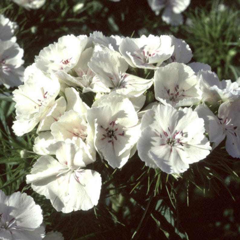 50 Dianthus Barbatus Flower Seeds-Dianthus Barbatus Albus/ White Sweet William/Sweet William Dianthus/Charming Long Lasting Bloom/FL467 image 3