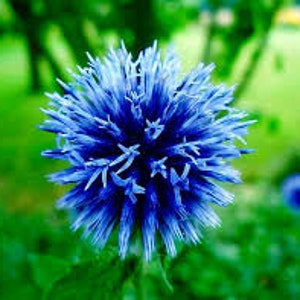 25 Blue Globe Thistle Flower Seeds Echinops Ritro/ Blue Glow/Drought Tolerant Perennial/Veitch's Blue Globe/Echinops bannaticus /FL476 image 5