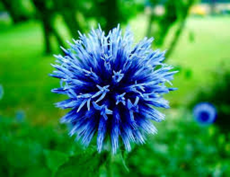 25 Blue Globe Thistle Flower Seeds Echinops Ritro/ Blue Glow/Drought Tolerant Perennial/Veitch's Blue Globe/Echinops bannaticus /FL476 image 5