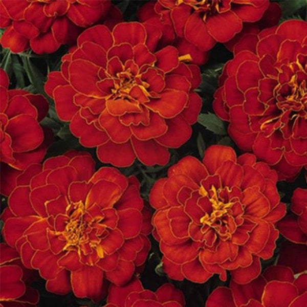 50 Pcs    French Marigold   Flower Seed - Durango Marigold- Double Brocade Red Tagetes Patula Nana-Beautiful for Home and Garden/ (FL161 )