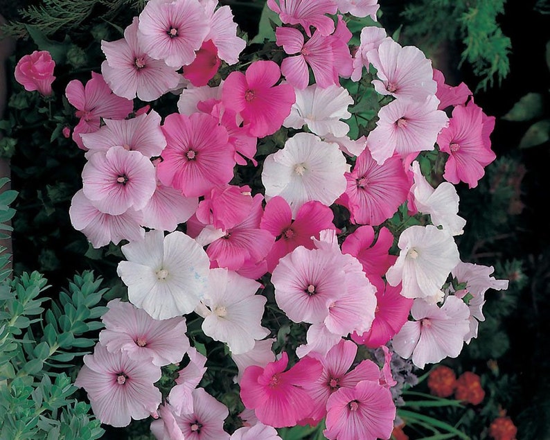 50 Pcs Lavatera Mixed Beauty Flower Seeds-LAVATERA TRIMESTRIS/ FL152 image 4