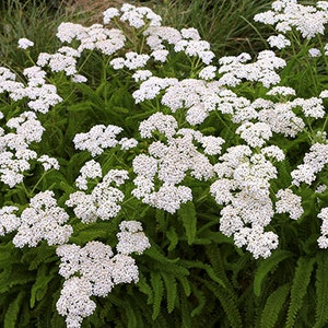 500Pcs Yarrow White Summer Flower Seeds-Yarrow White Wildflower-Western Yarrow-Highly Beneficial and MedicinalACHILLEA MILLEFOLIUM/FL421 image 7