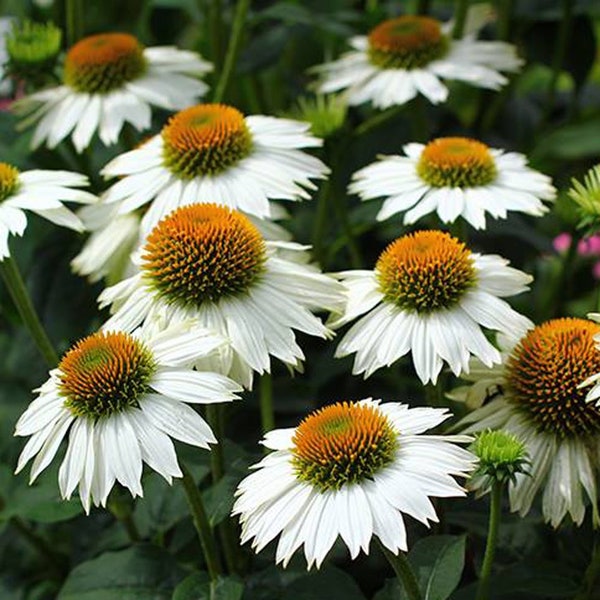 50 pcs échinacée blanche graines d’échinacée-Echinecea purpurea alba / cygne blanc coneflower / (sans OGM) / rare, utile et belle vivace ( P049)