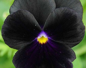 パンジーさま 50 個のブラック パンジー フラワー シード - ブラック クリア