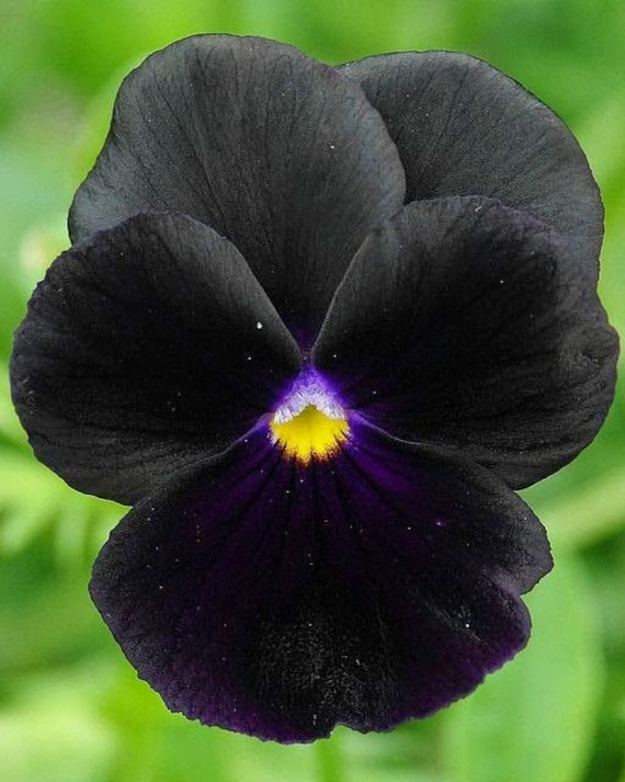 30 stuks Black Pansy Flower Seeds Black Clear Crystals Viola Pansy
