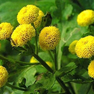 100 Pcs  Rare Goldball Chrysanthemum  Flower Seeds-Chrysanthemum Tanacetum Parthenium- Matricaria GoldenBall-/  (FL429)