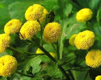 100 Pcs  Rare Goldball Chrysanthemum  Flower Seeds-Chrysanthemum Tanacetum Parthenium- Matricaria GoldenBall-/  (FL429)
