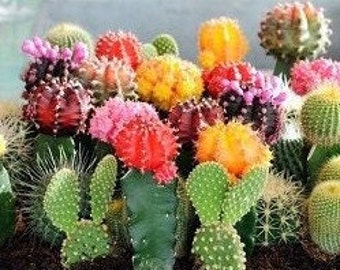 30 Pcs Rare Mixed  Succulent Seeds /  (S040)