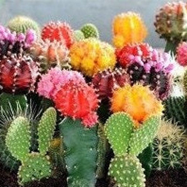 30 Pcs Rare Mixed  Succulent Seeds /  (S040)