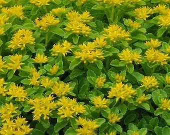 50 piezas de semillas suculentas de Sedum Kamtschaticum, cultivo de piedra ruso, hermosa perenne, S080