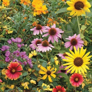 Mistura de sementes para pássaros e borboletas, 200 unidades - FL644 - Flores silvestres especiais desenvolvidas para atrair pássaros, borboletas e beija-flores.