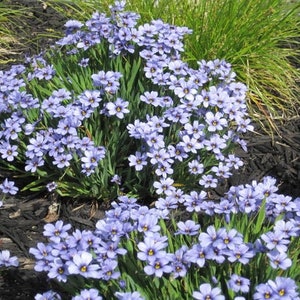 100 Pcs Western Blue Eyed Grass Seeds/ FL231/ Sisyrinchium bellum