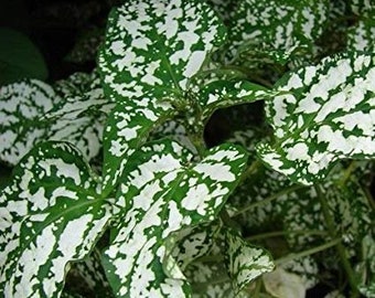 20 Pcs Hypoestes Splash White Flower Seeds-Hypoestes Phyllostachya - Polka Dot Select White Foliage Perennial- Pure Beauty!- FL381