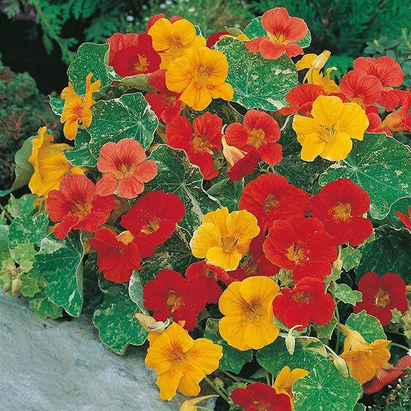 20 Pcs Jewel of Africa Flower Seeds Nasturtium Out of Africa Etsy