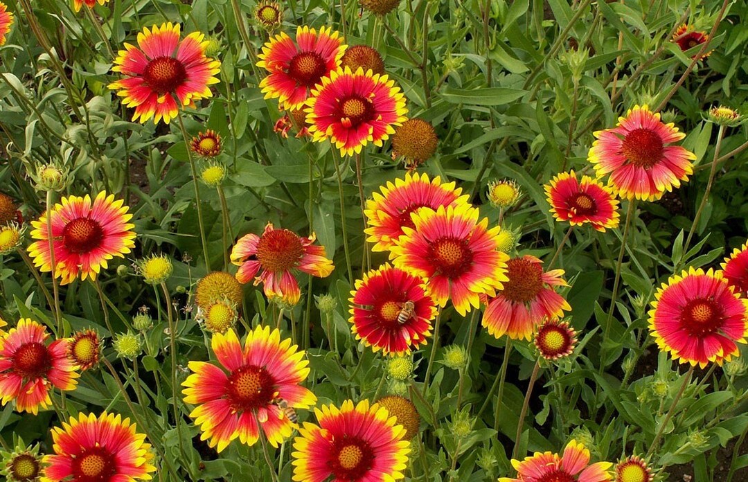 Gaillardia aristata discount