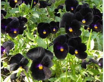 50 個のブラック パンジー フラワー シード - ブラック クリア