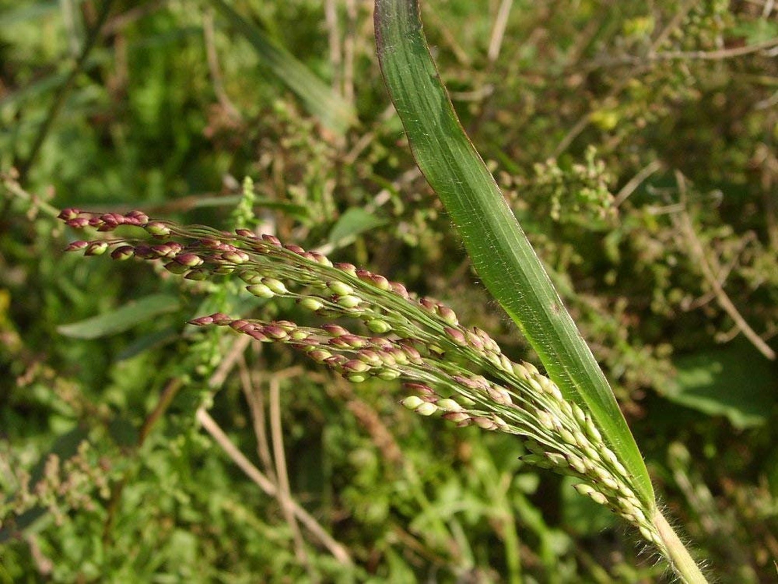 Просо какое растение. Просо сорное. Головня проса. Panicum violaceum. Panicum ruderale.