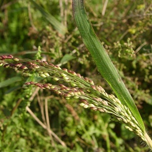 30 Stück Violette Panikgrassamen-Panicum Violaceum/P062/Ornamental Purple Millet Grass Seeds/Annual Beauty Exzellent für getrocknete Arrangements Bild 1