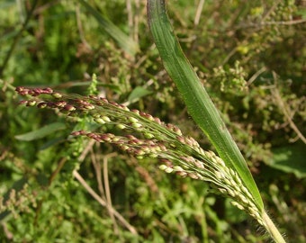 30 Pcs Violet Panic Grass Seeds-Panicum Violaceum/P062/ Ornamental Purple Millet Grass Seeds/Annual Beauty- Excellent for dried Arrangements