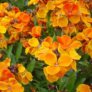 50 Pcs Siberian Wallflower Seeds-FL242 Cheiranthus Allionii-Attracts Butterflies-Simply Beautiful zdjęcie 1