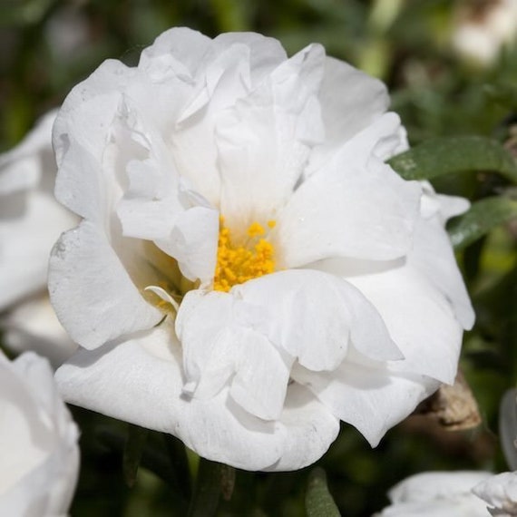 Semi Di Rosa Muschio (Portulaca Grandiflora) - 10.000 Semi Premium Per Giardino Fiorito - Foto 5