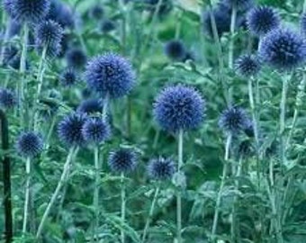 25 semillas de cardo globo azul - Echinops ritro/ Blue Glow/Perenne resistente a la sequía/Veitch's Blue Globe/Echinops bannaticus/FL476
