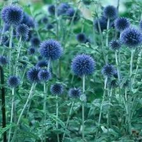 25 Blue Globe Thistle  Flower Seeds- Echinops Ritro/ Blue Glow/Drought Tolerant Perennial/Veitch's Blue Globe/Echinops bannaticus /FL476