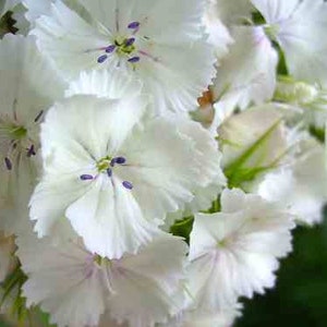 50 Dianthus Barbatus Flower Seeds-Dianthus Barbatus Albus/ White Sweet William/Sweet William Dianthus/Charming Long Lasting Bloom/FL467 image 6