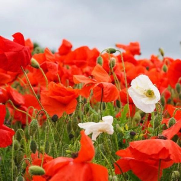 100 graines de pavot blanches et rouges mélangées - Canada Mix-Papaver Rhoeas-P. Somniferum-P. Nudicaule-FL264-Montrez votre fierté-Divinement belle annuelle !