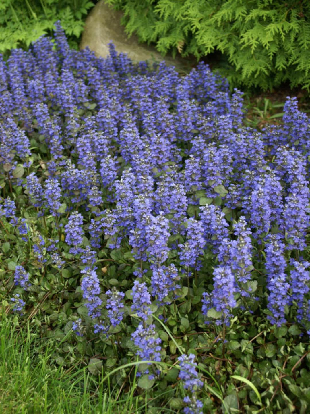 200 Pcs Ajuga Reptans Groundcover Seedsshade Loving Evergreen Creeping