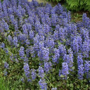 200 Pcs Ajuga Reptans Groundcover Seeds-Shade Loving Evergreen Creeping Buglewood Medicinal Plant Good for Erosion Control FL379 image 1