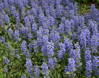 200 Pcs Ajuga Reptans Groundcover Seeds-Shade Loving Evergreen Creeping Buglewood- Medicinal Plant (Good for Erosion Control)  FL379