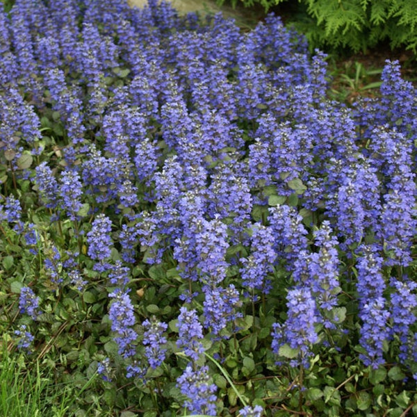 200 Pcs Ajuga Reptans Groundcover Seeds-Shade Loving Evergreen Creeping Buglewood- Medicinal Plant (Good for Erosion Control)  FL379
