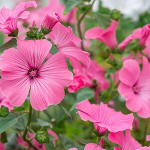 50 Pcs Lavatera Mixed Beauty Flower Seeds-LAVATERA TRIMESTRIS/ FL152 image 6