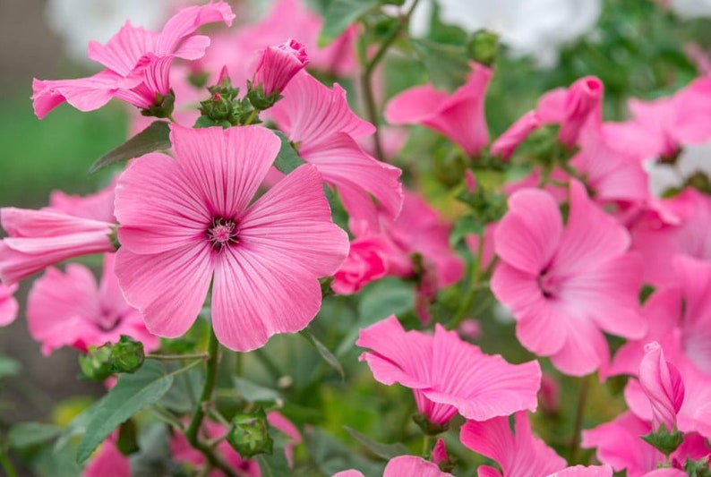 50 Pcs Lavatera Mixed Beauty Flower Seeds-LAVATERA TRIMESTRIS/ FL152 image 6