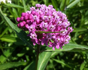 20 Pcs Asclepias  Swamp Milkweed Seeds-FL249-ASCLEPIAS INCARNATA-Butterfly Attracting Perennial Perennial