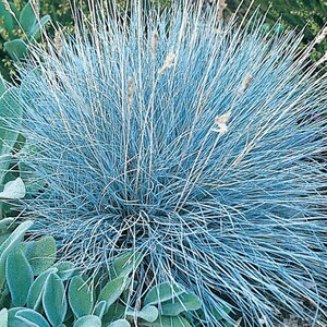 50 stuks blauwzwenkgras siergraszaden-Festuca glauca-semi-groenblijvende bodembedekker meerjarige schoonheid / P035 afbeelding 4