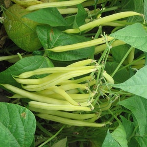 50 Pcs Gold Rush Yellow Wax Bean Seeds-Phaseolus Vulgaris-V123 Lots of Vitamins/Nutrients-Non GMO-Open Pollinated image 2