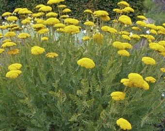 100 Pcs    Yarrow Cloth of Gold Flower Seeds/ Deer Resistant Perennial Flower/  Bright Yellow Achillea Fillipendulina/(FL174)
