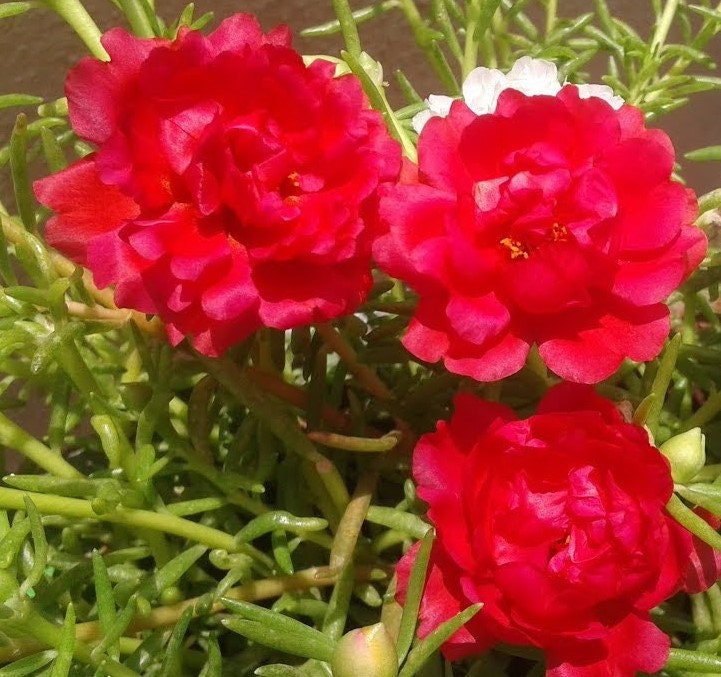 100 PCS Moss Rose Fresh Flower Seeds Red Portulaca Grandiflora FL188 Etsy
