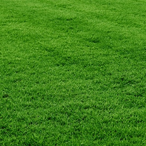 May include: A close-up view of a lush green lawn. The grass is short and evenly cut, creating a smooth, uniform surface.