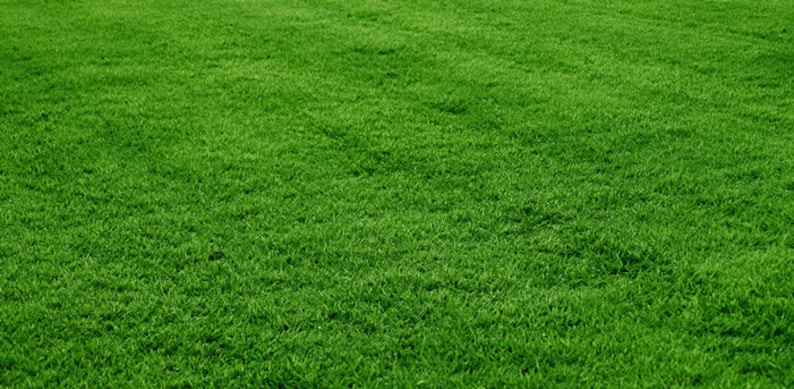 May include: A close-up view of a lush green lawn. The grass is short and evenly cut, creating a smooth, uniform surface.