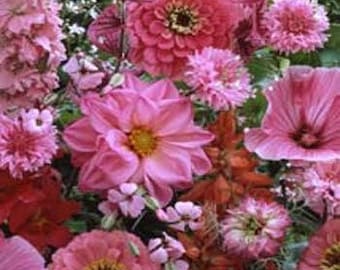 100 Pcs  Pink Color Shades Mix Wildflowers Seeds/Beautiful Wild Flower Mixtures/Divinely Beautiful Annuals/FL475