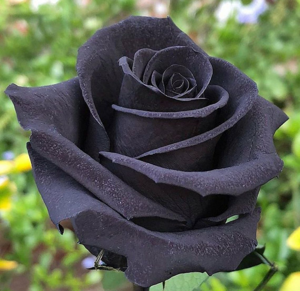 50 Pcs Rare and Exotic Black Rose Flower SeedPerennial Etsy