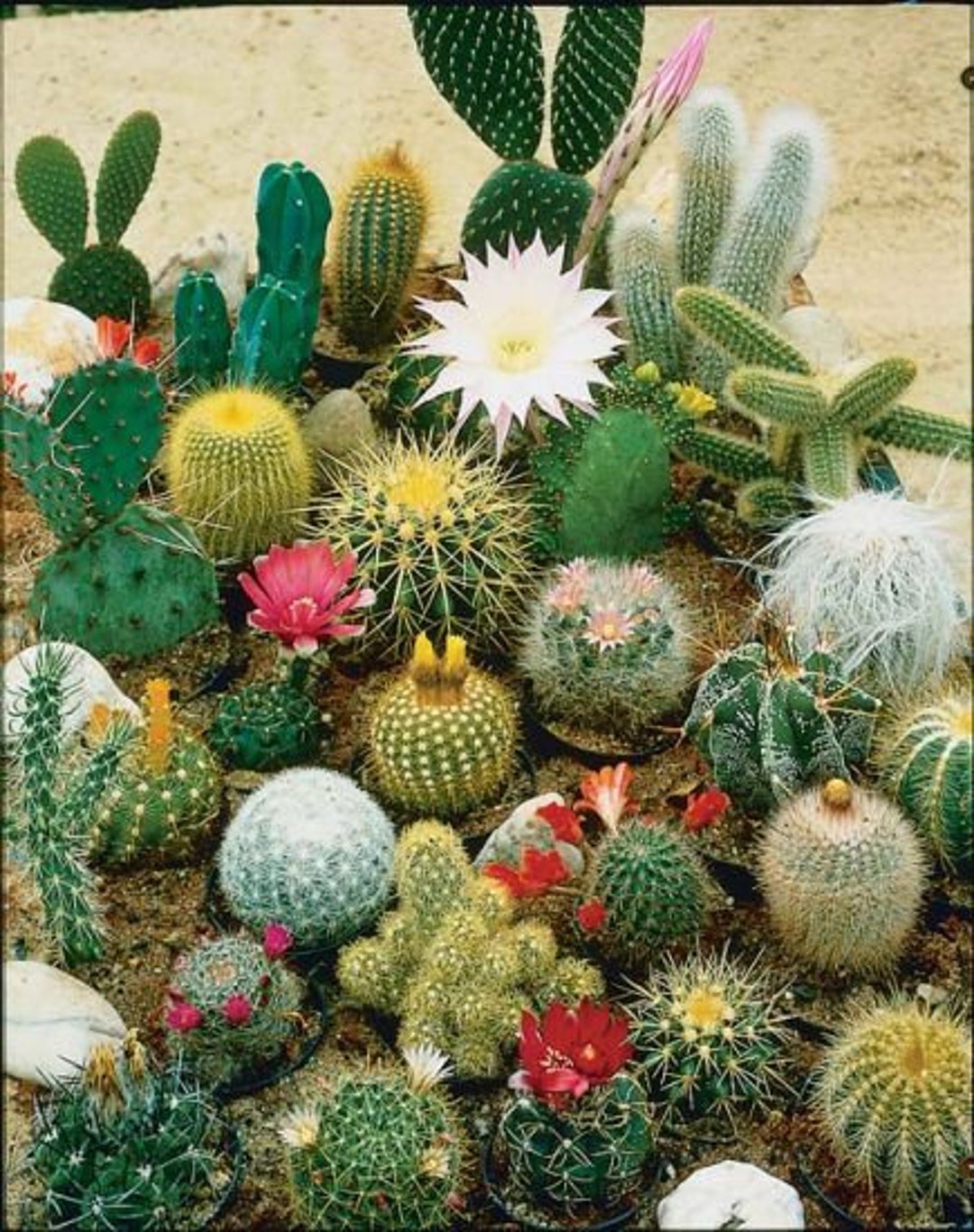 50 Pcs Mixed Succulent Cactus Echeveria Bonsai Plant Seeds