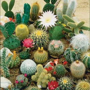 50 Pcs Mixed Succulent Cactus Echeveria Bonsai Plant Seeds- Cactus Beauty for Home and Garden/ S003
