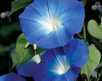 30 Pcs Rare and Beautiful Heavenly Blue Morning Glory Flower Seeds-IPOMOAEA TRICOLOR/ (FL198)