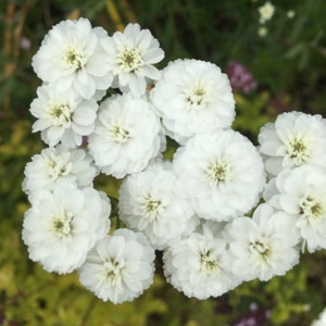 100 Pcs Pearl Yarrow Flower Seeds The Pearl Superior Flower-Perry's White-ACHILLEA PTARMICA / FL135 image 7